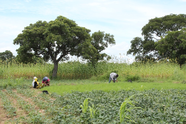 cintura verde ouagadougou