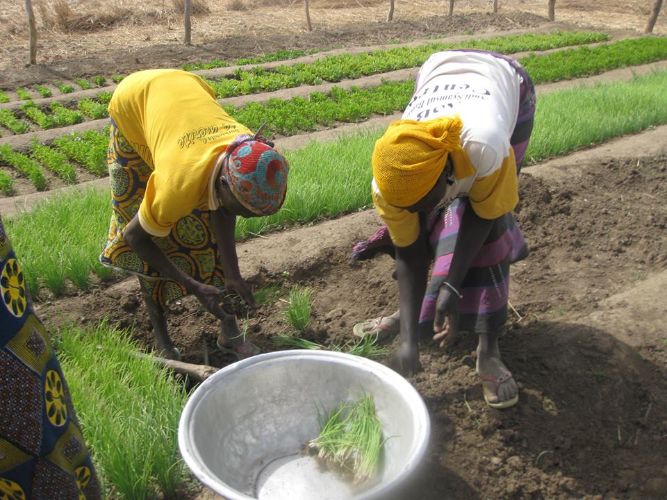 orti urbani burkina faso